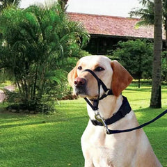 Muzzle for dogs