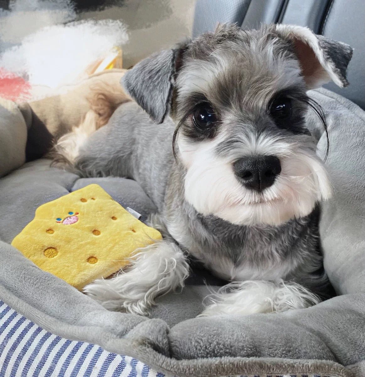 2pcs Cheese Cookie Squeaky Dog Toys