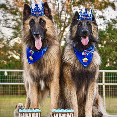 Pet Birthday Party Set: Banner, Hat, and Neckerchief 🎉