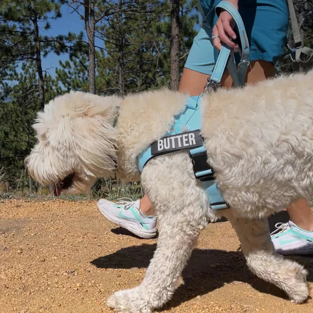 Reflective Adjustable Dog Harness – Personalized Harness for Walking