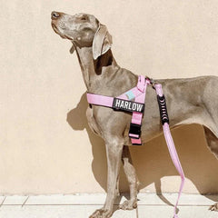 Reflective Adjustable Dog Harness – Personalized Harness for Walking